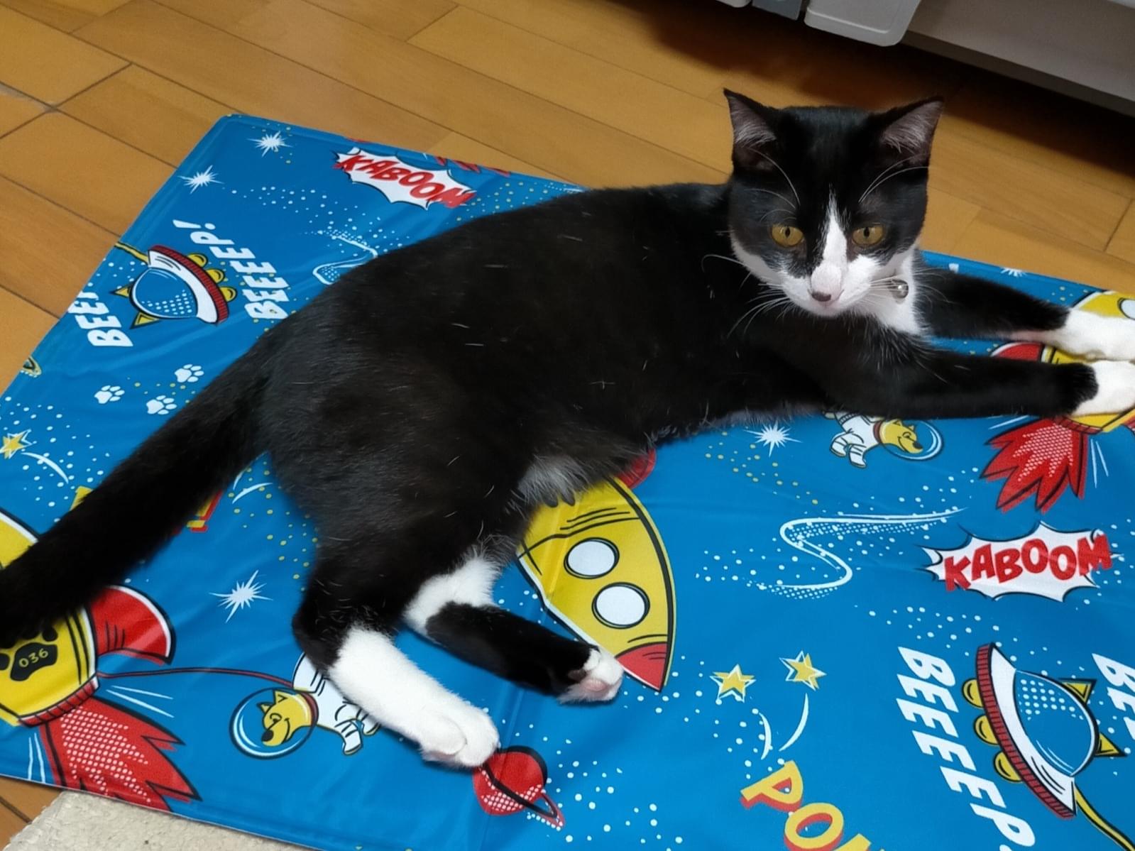 ひなちゃん ひなちゃん