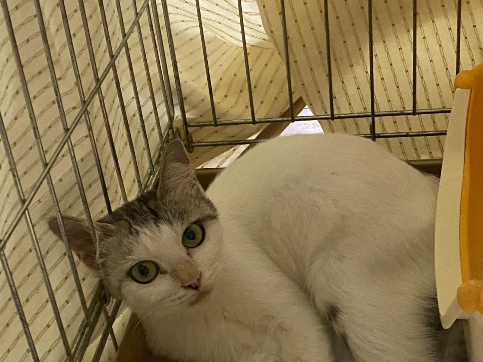 保護された猫 保護された猫