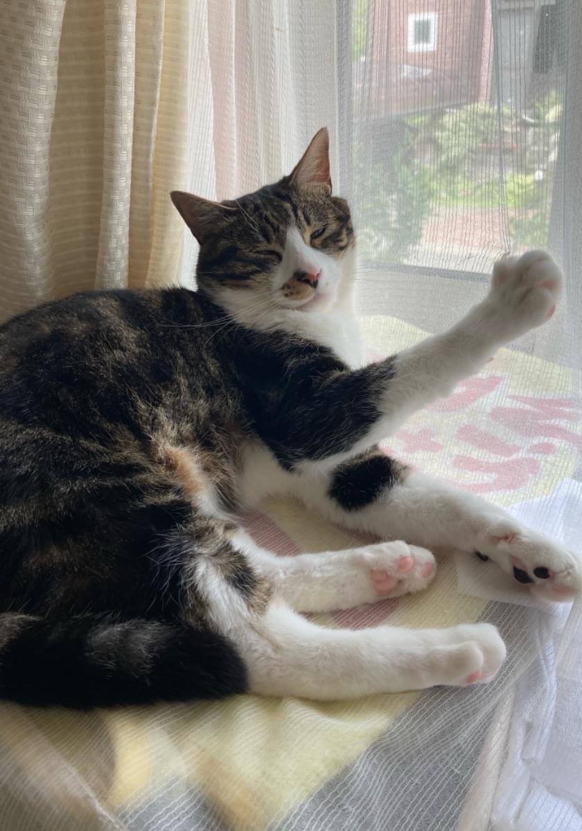 鼻先にブチ模様、4足ホワイトソックスの猫を探してます