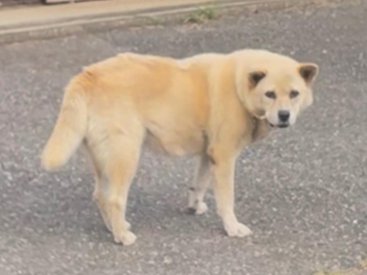 目撃された犬 目撃された犬