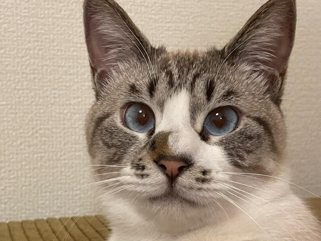 こゆきちゃん