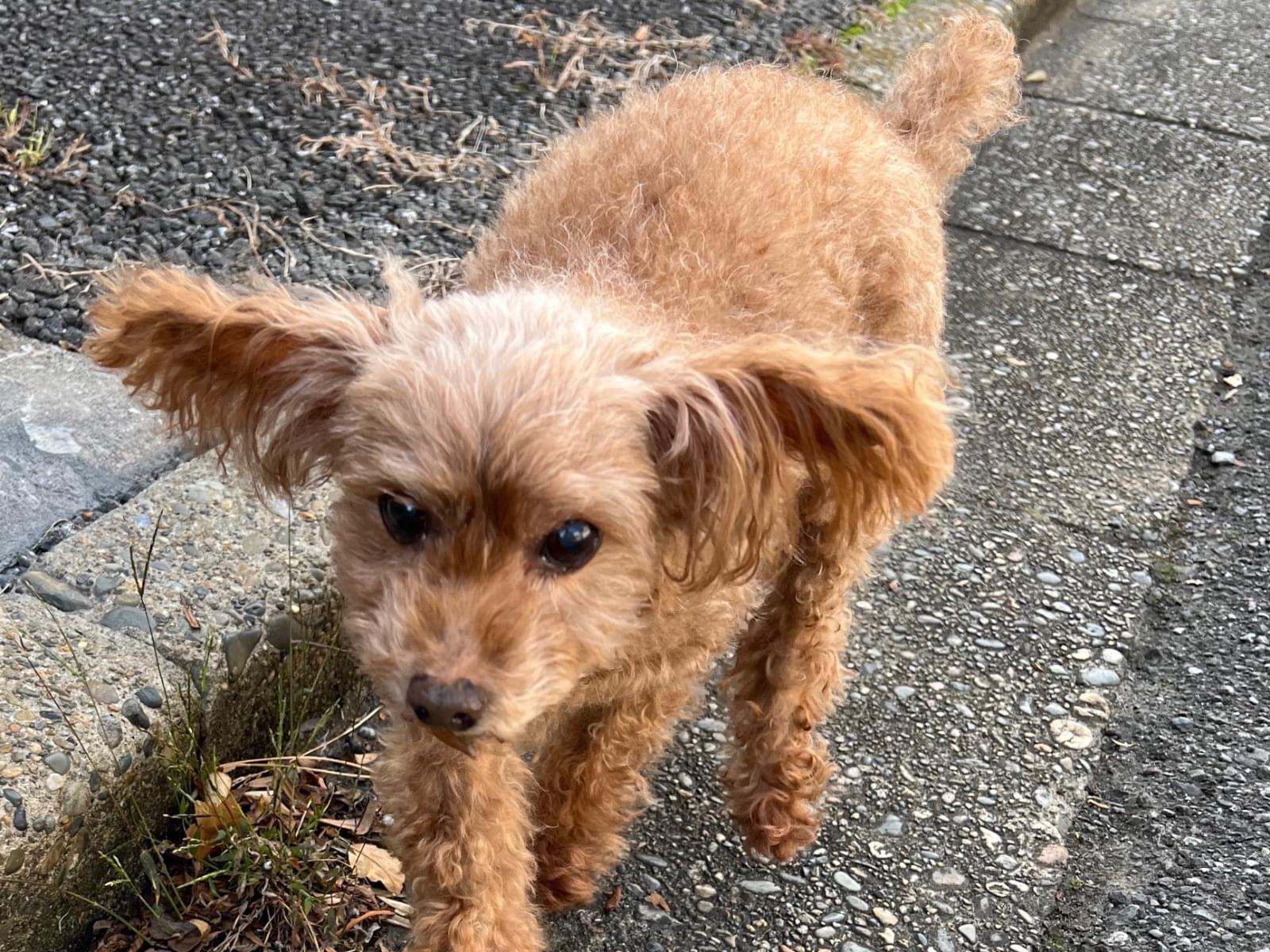 目撃された犬 目撃された犬