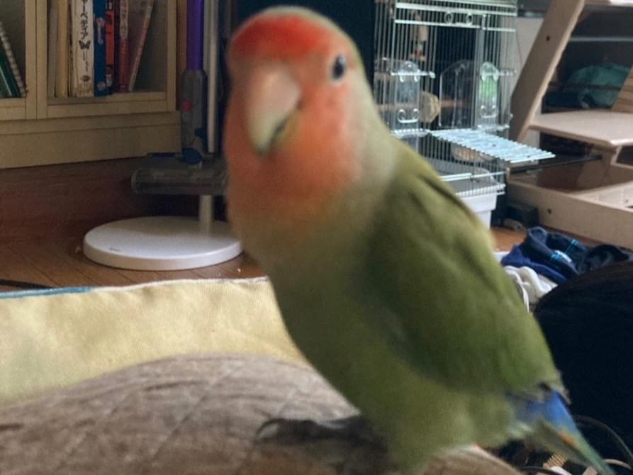 保護された鳥 保護された鳥
