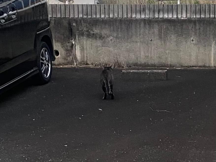 目撃された猫 目撃された猫