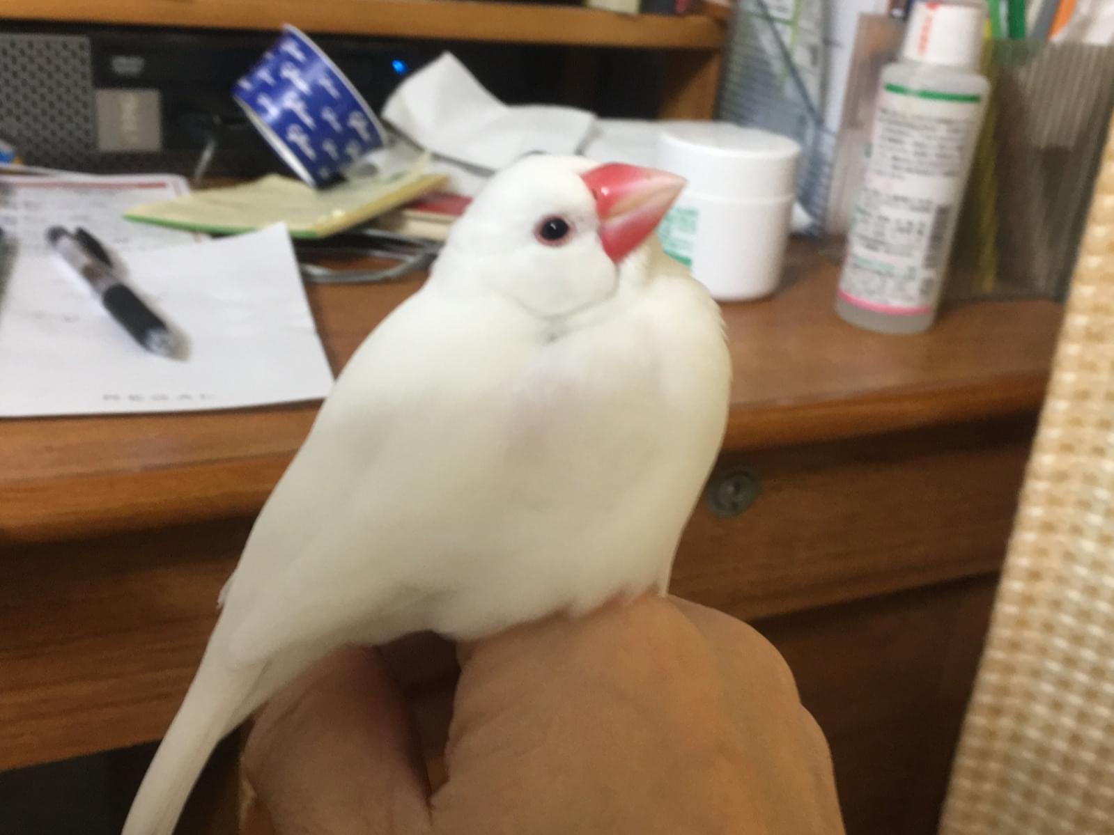 ミークちゃん ミークちゃん