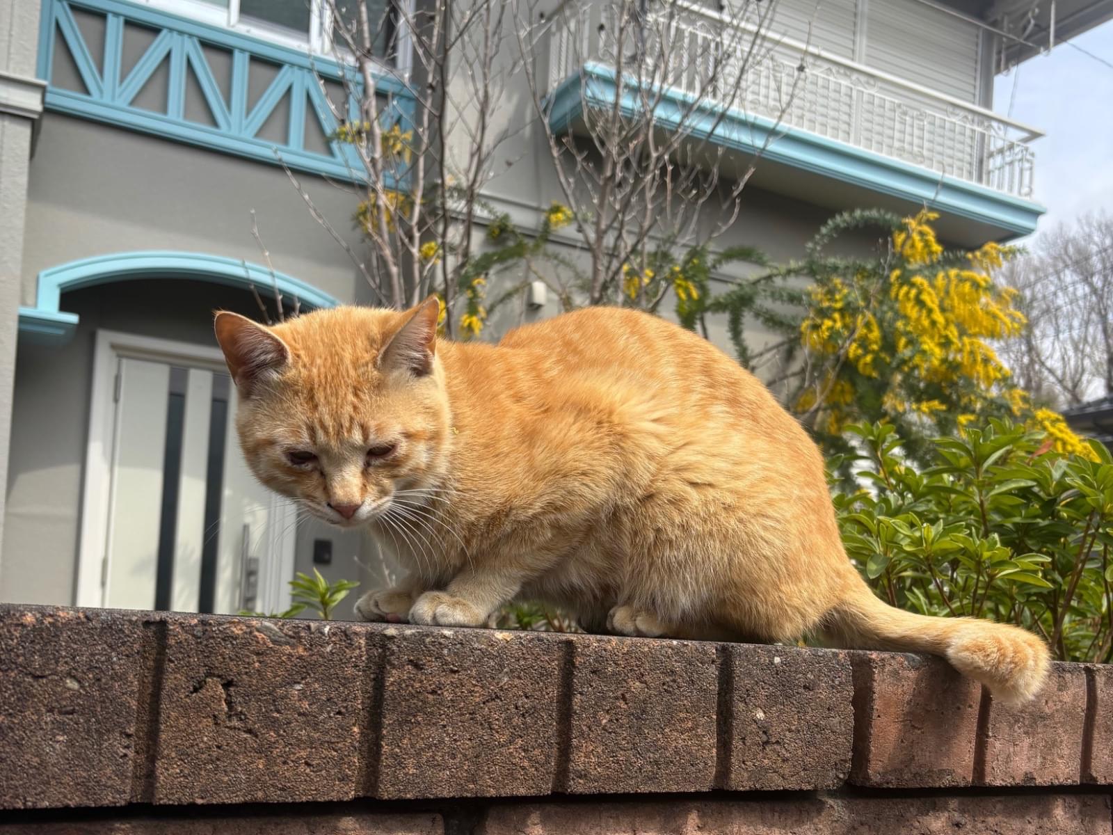目撃された猫 目撃された猫