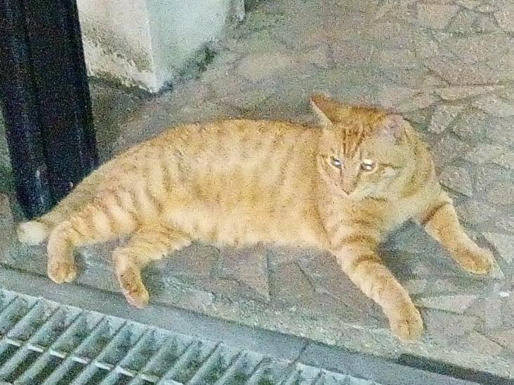 目撃された猫