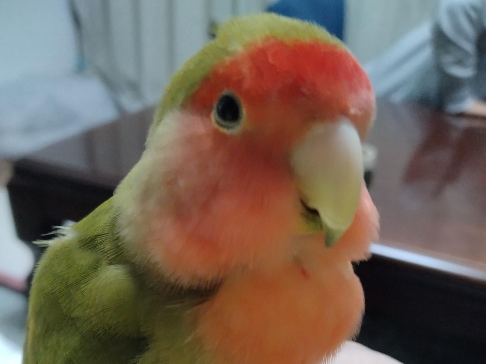はなちゃん はなちゃん