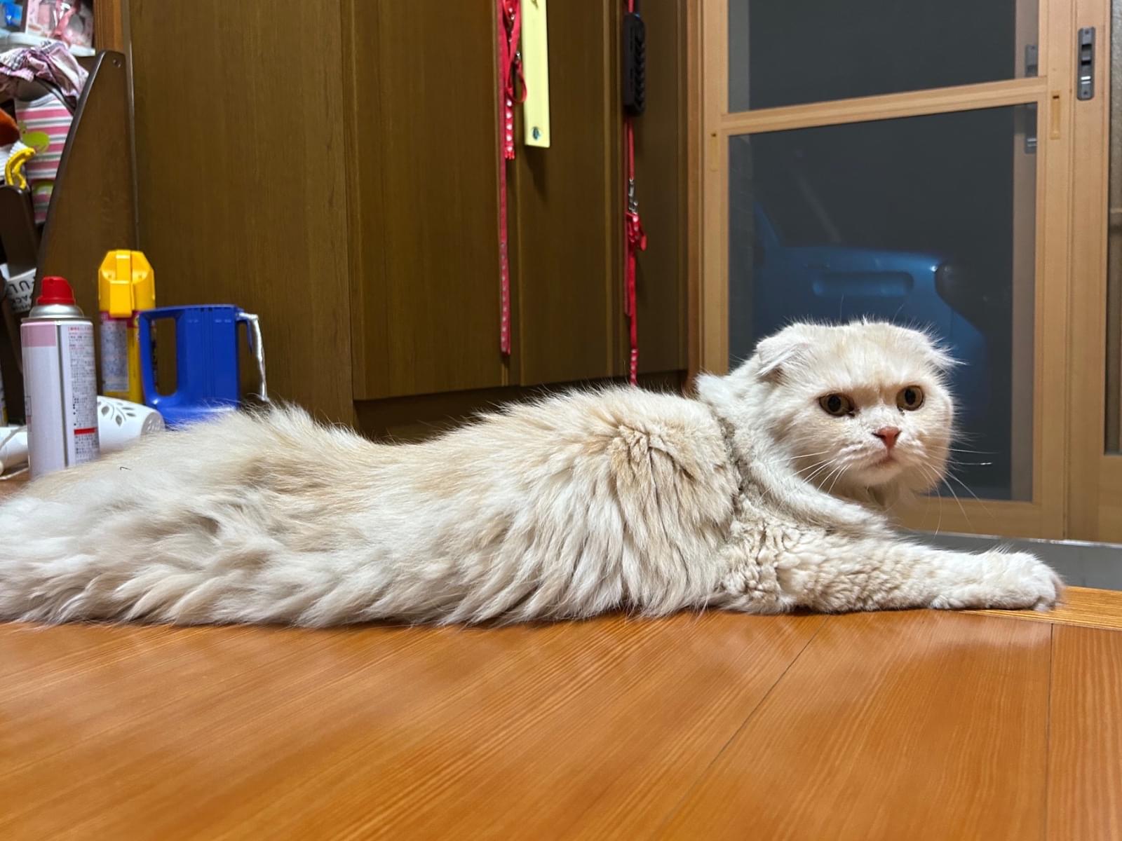 ひめちゃん ひめちゃん