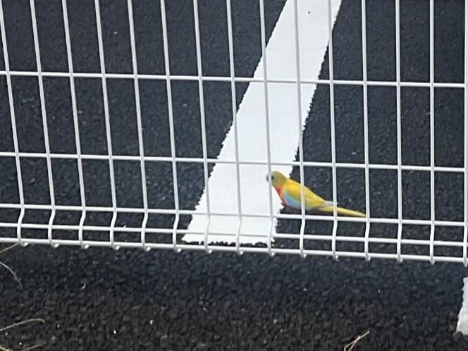 保護された鳥 保護された鳥
