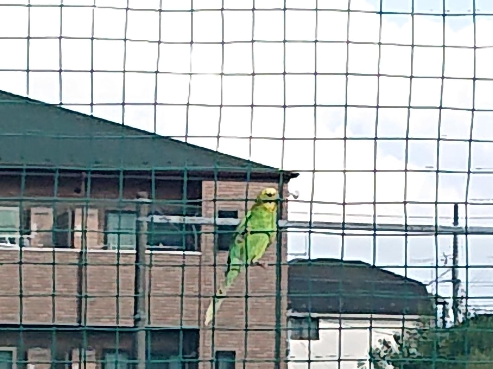 目撃された鳥 目撃された鳥