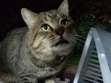 目撃された猫 目撃された猫