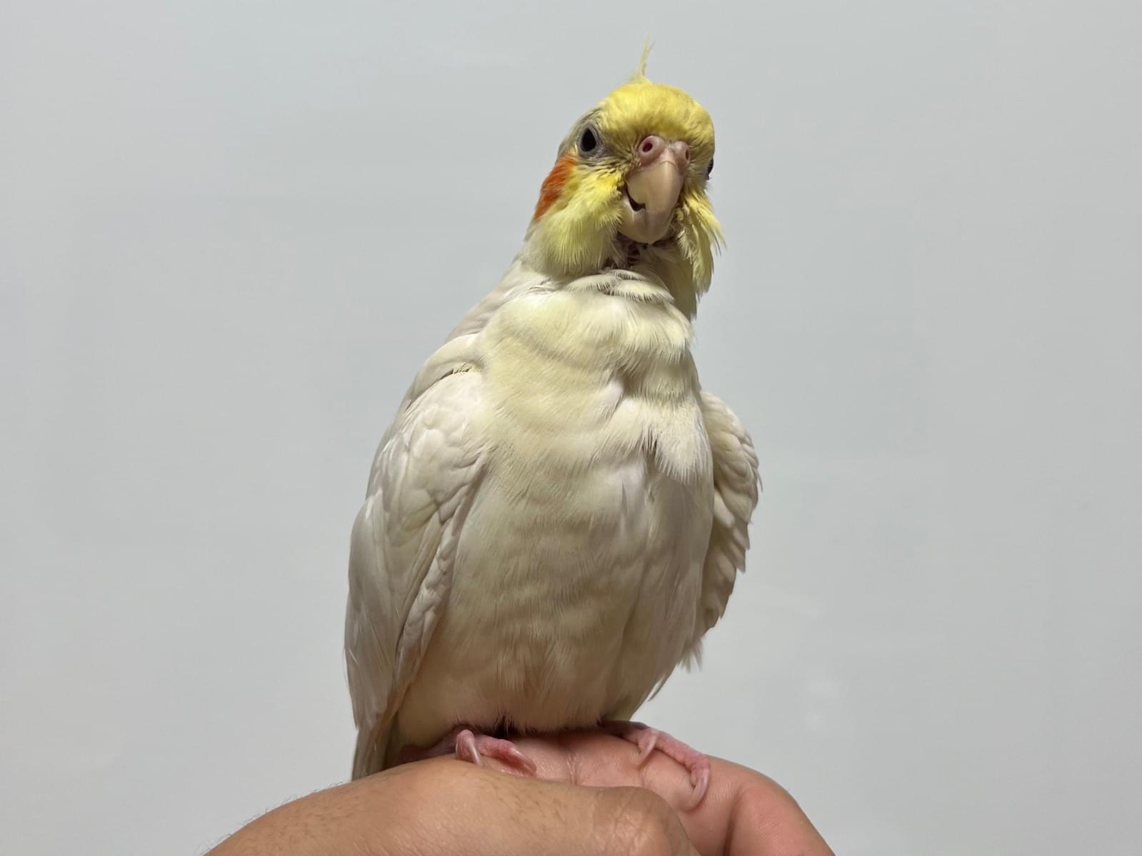 ポップコーンちゃん ポップコーンちゃん