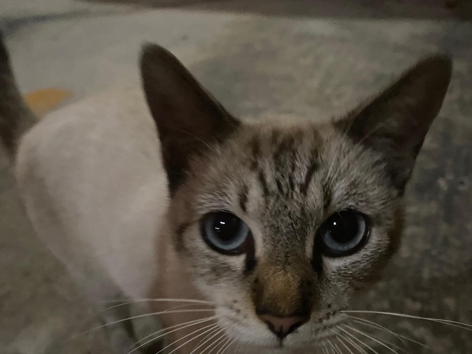 目撃された猫 目撃された猫