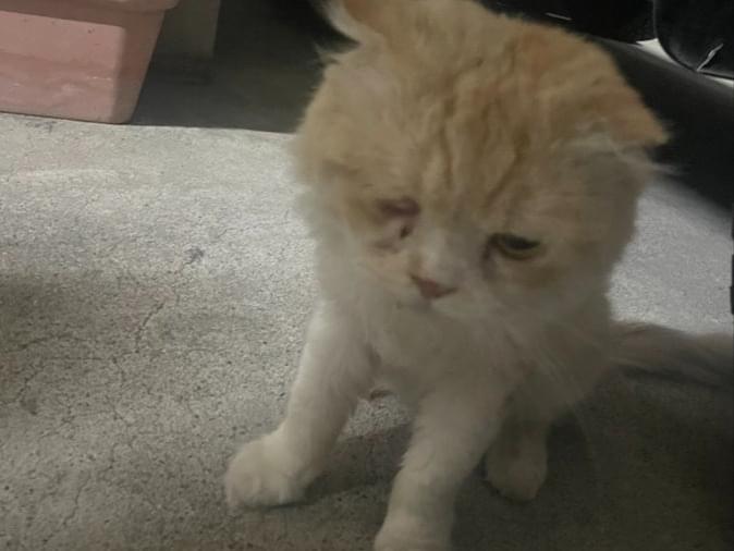 目撃された猫 目撃された猫