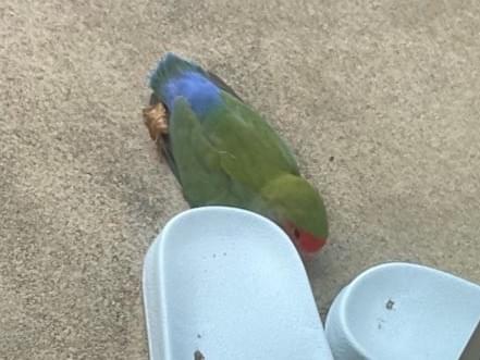 目撃された鳥 目撃された鳥