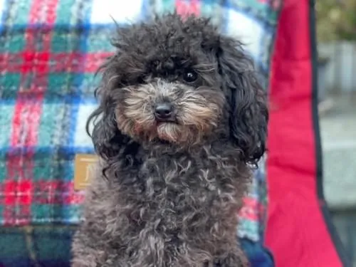トイプードルを探しています(チャコールグレー)