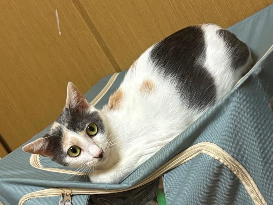天ちゃん 天ちゃん