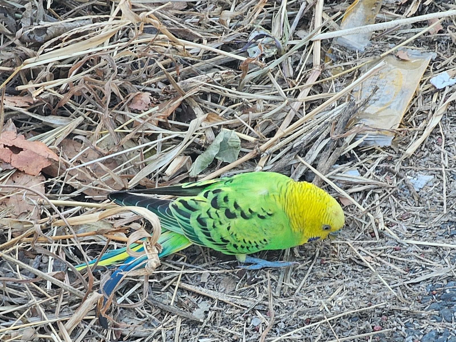 目撃された鳥 目撃された鳥