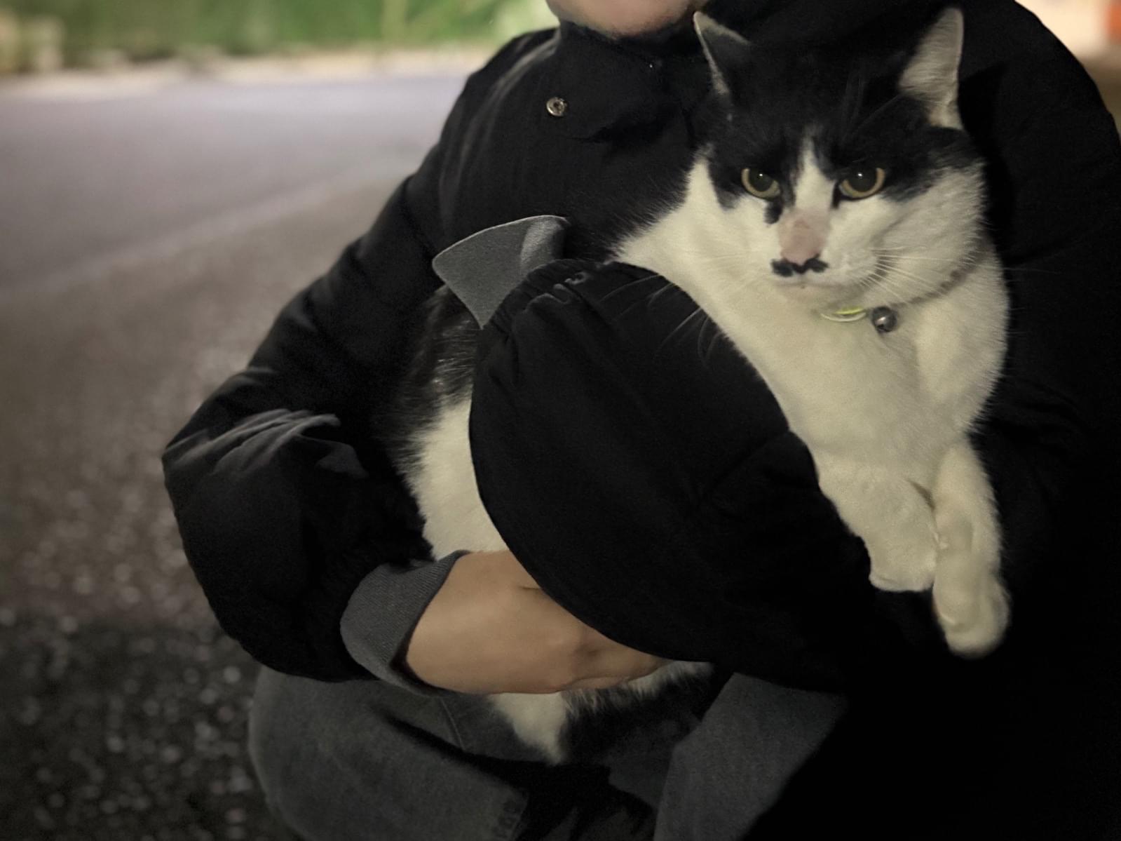 目撃された猫 目撃された猫