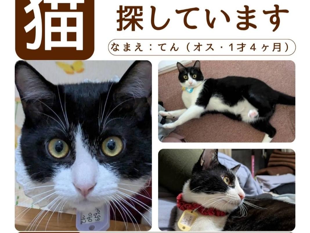 テンちゃん