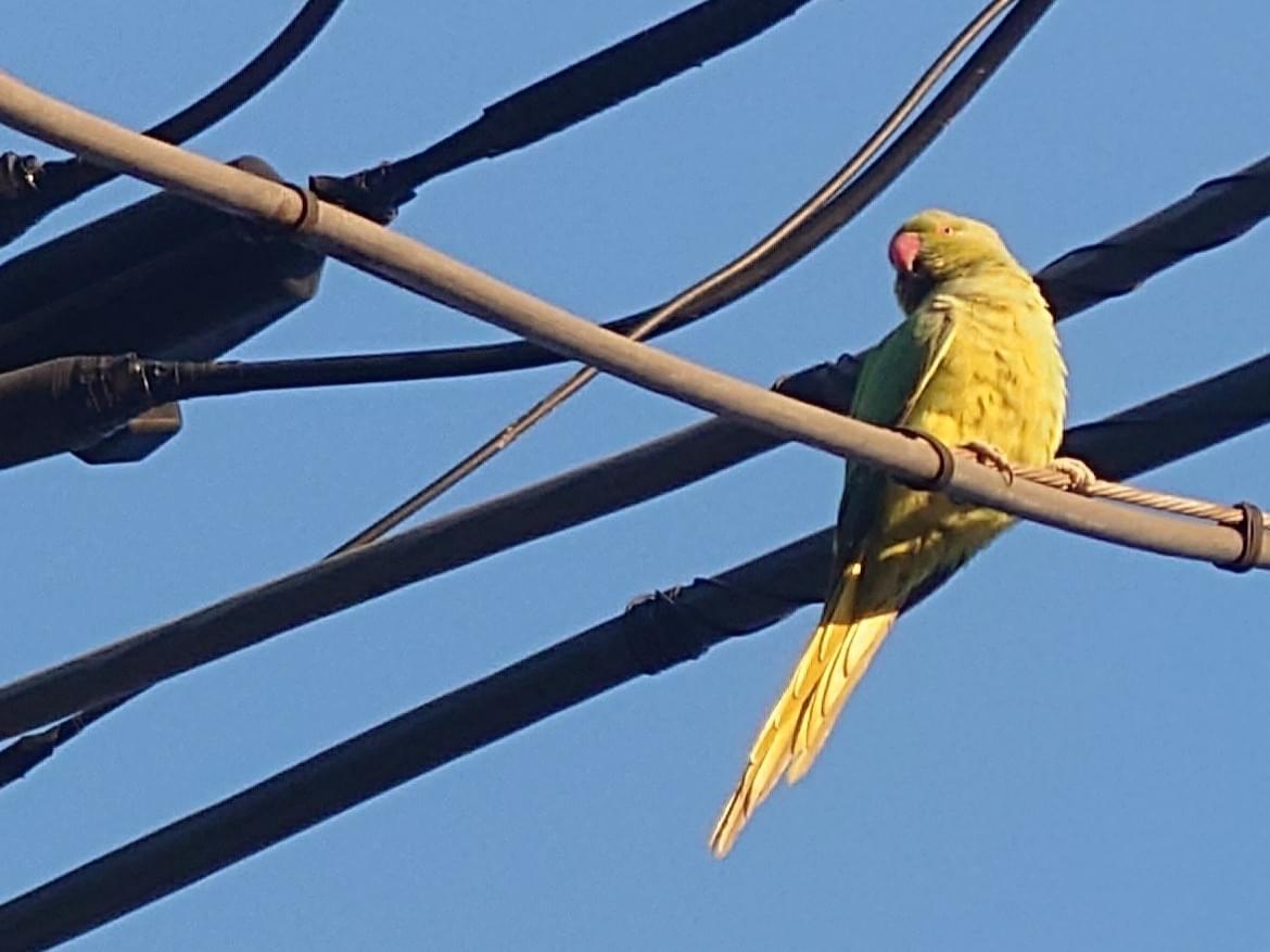 目撃された鳥 目撃された鳥