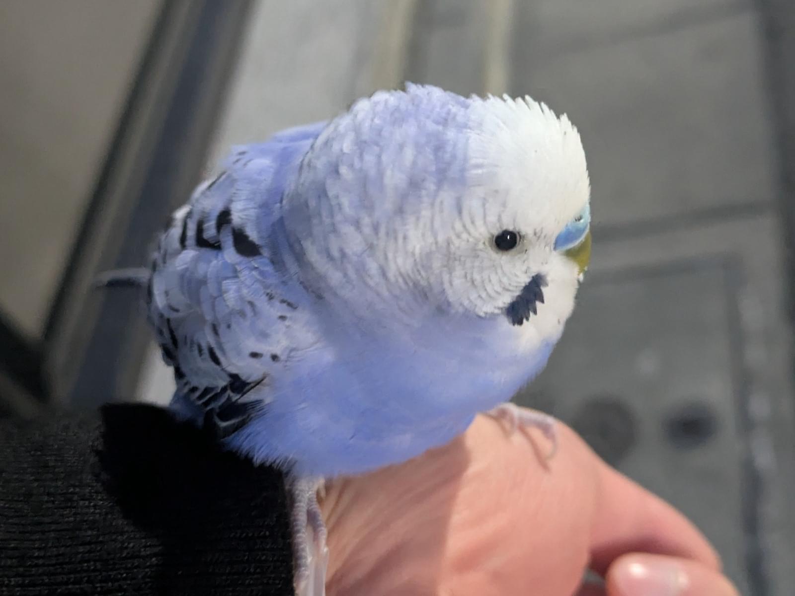 保護された鳥 保護された鳥