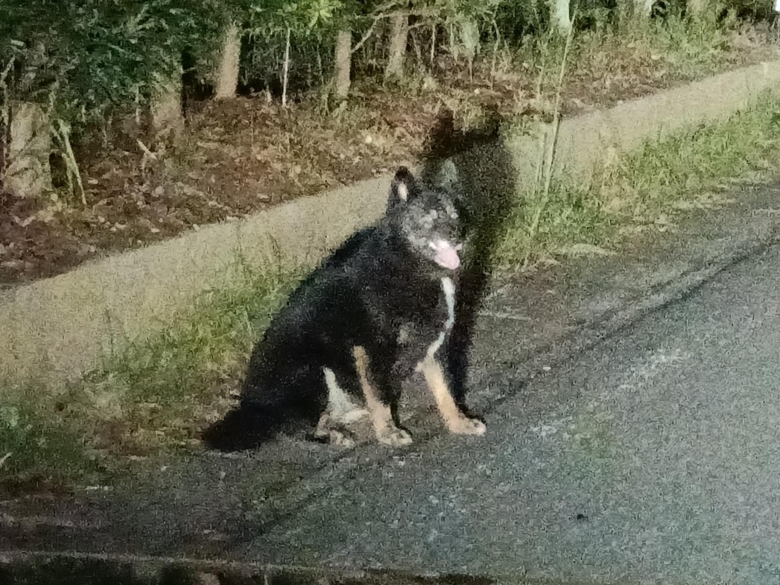 目撃された犬