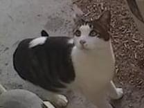 目撃された猫 目撃された猫