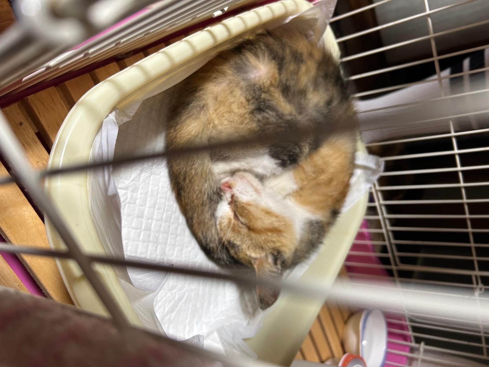 保護された猫