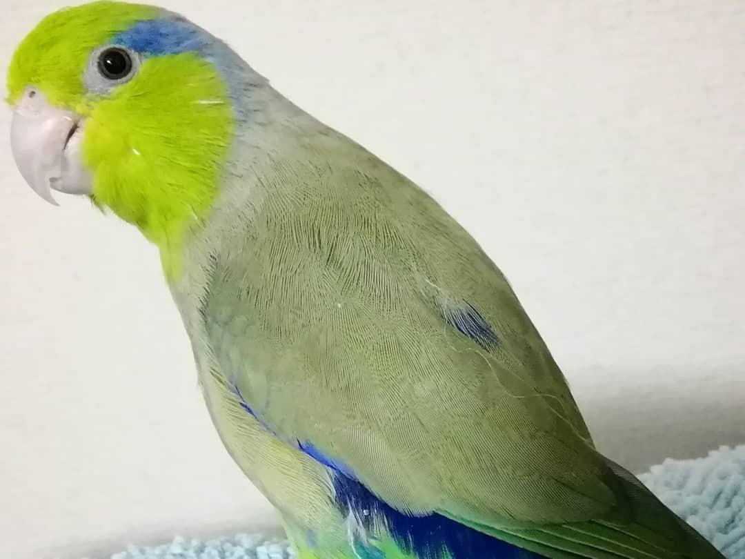 パロちゃん パロちゃん