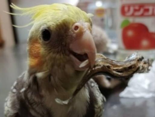 ぴのすけちゃん ぴのすけちゃん