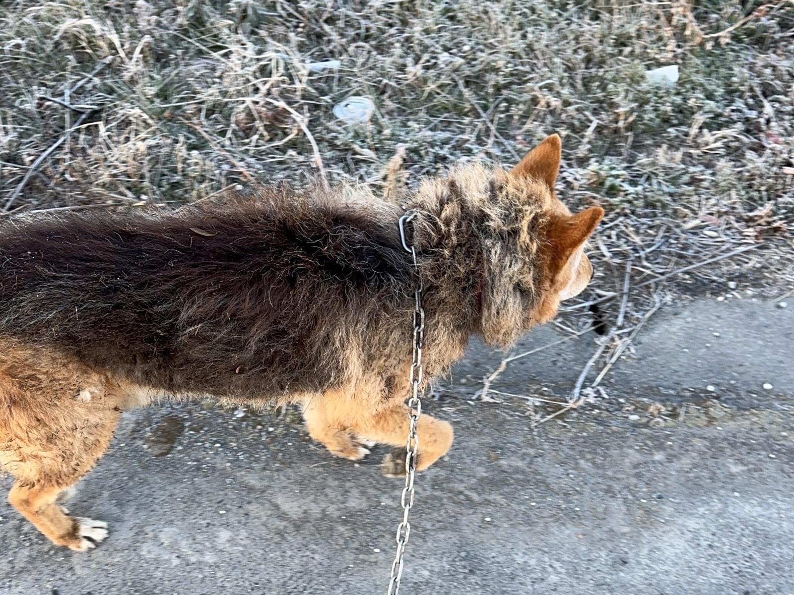 保護された犬 保護された犬