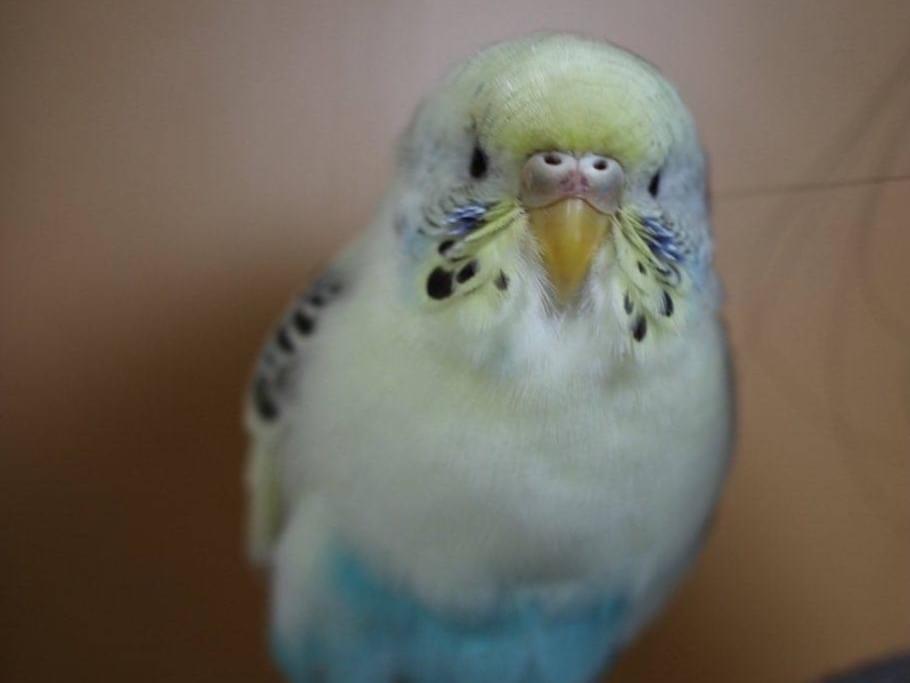 リブちゃん リブちゃん