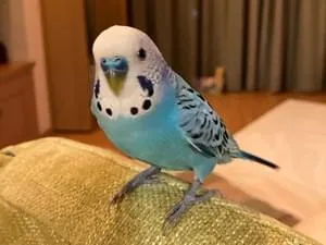 ブルーのセキセイインコを探してます