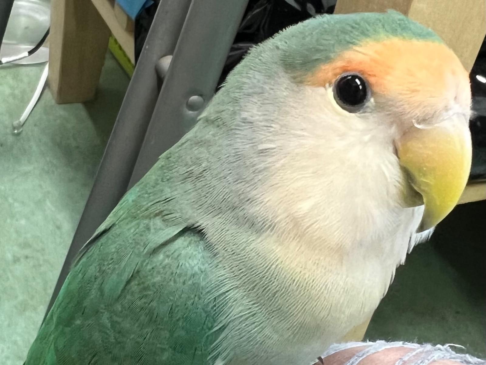 保護された鳥 保護された鳥