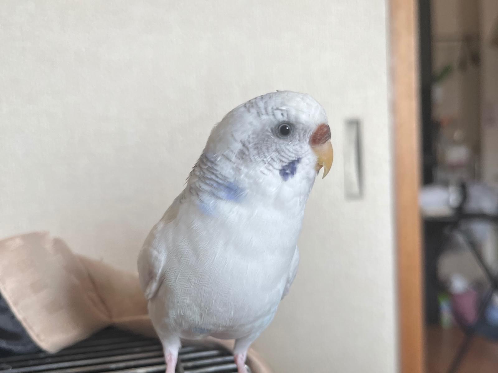 そらちゃん そらちゃん