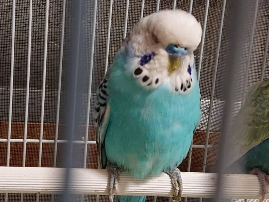 保護された鳥 保護された鳥
