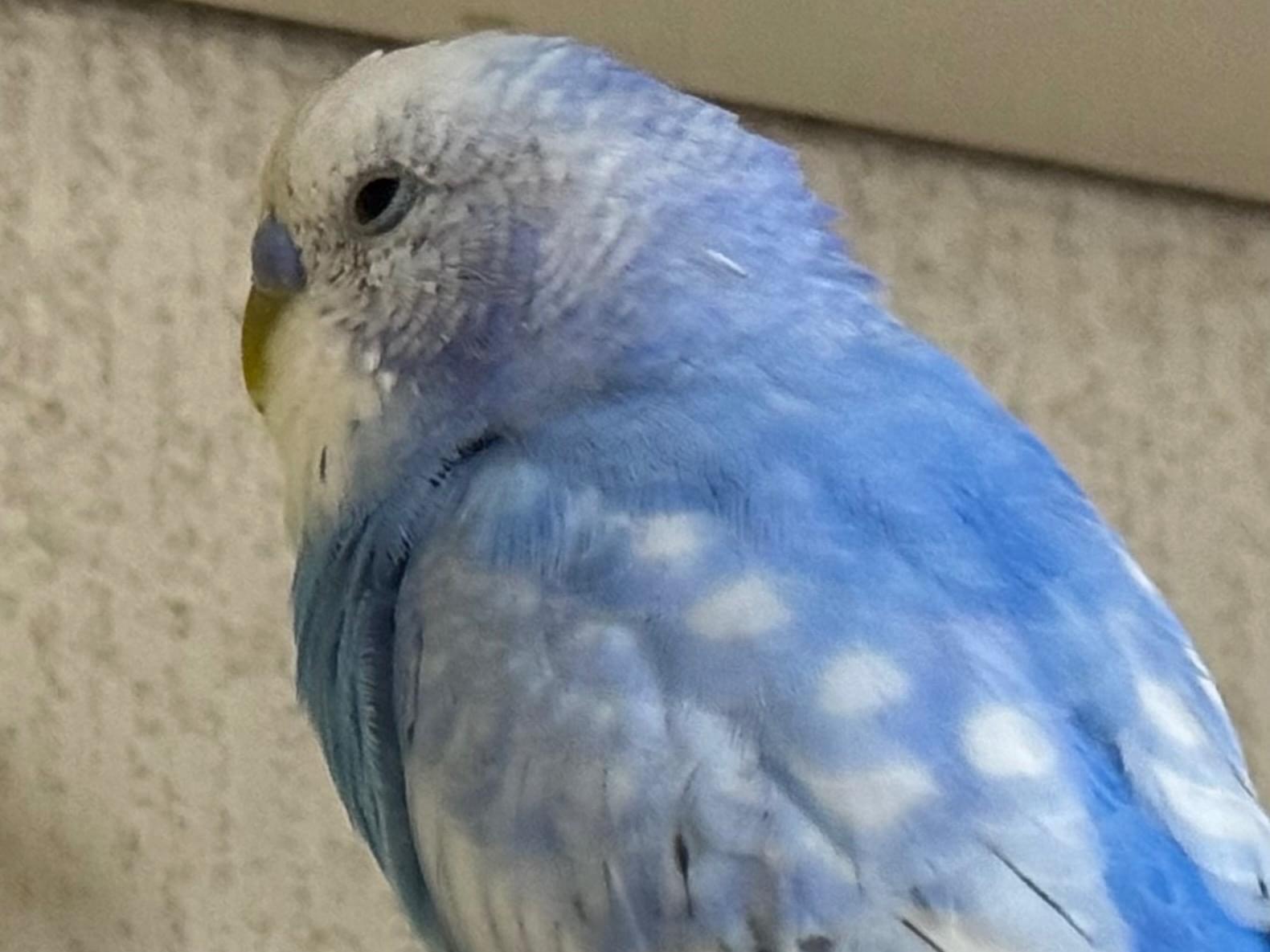 シンコちゃん シンコちゃん