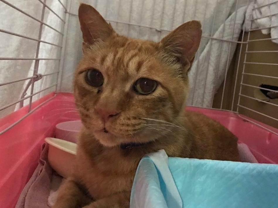 保護された猫 保護された猫