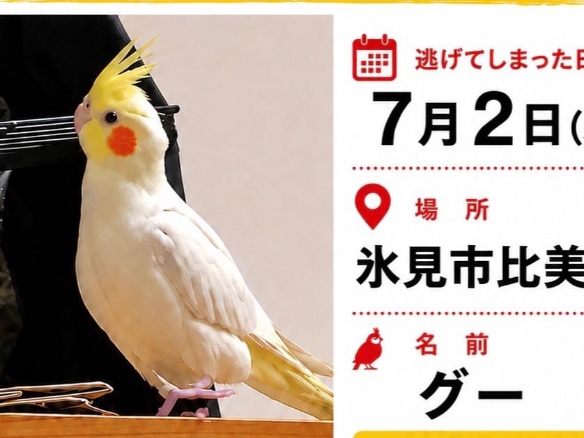 グーちゃん
