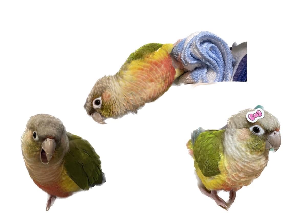 わらたんちゃん