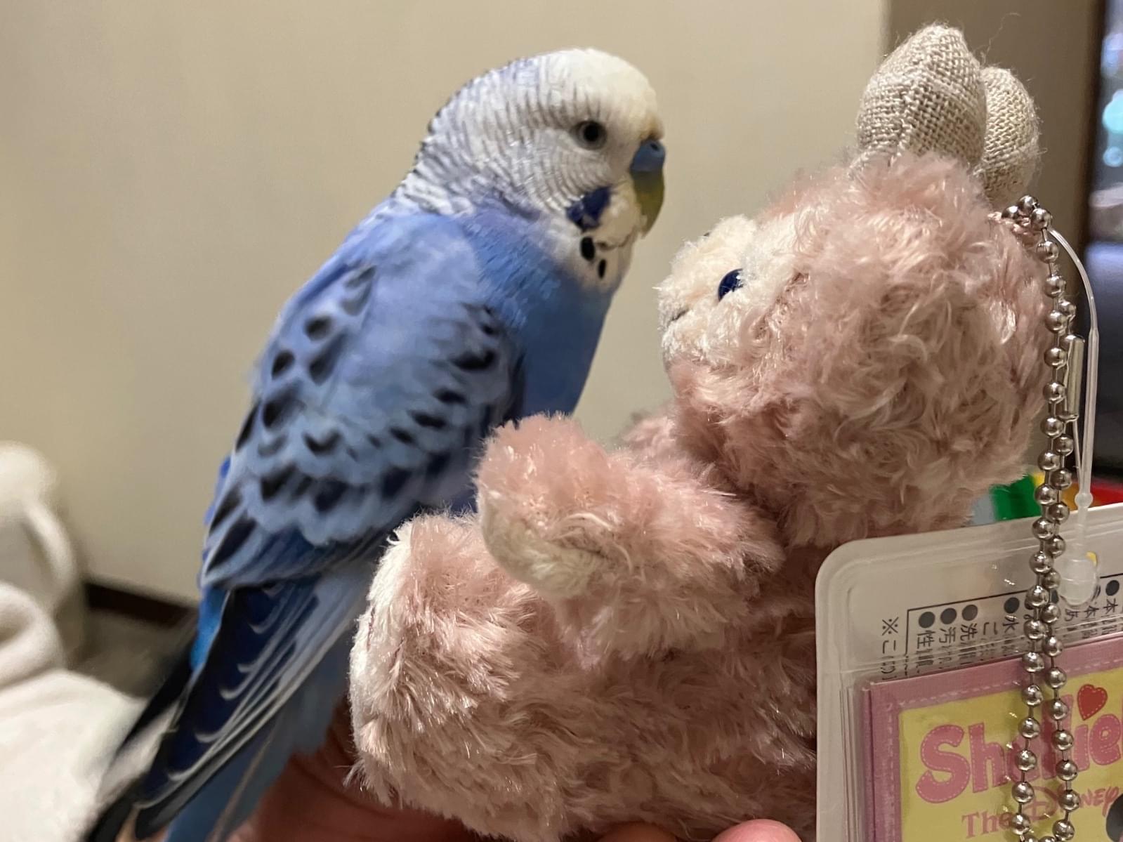 じろぽんちゃん じろぽんちゃん