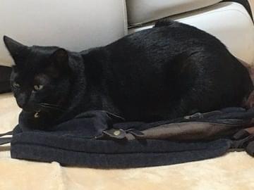 迷子になった猫 迷子になった猫