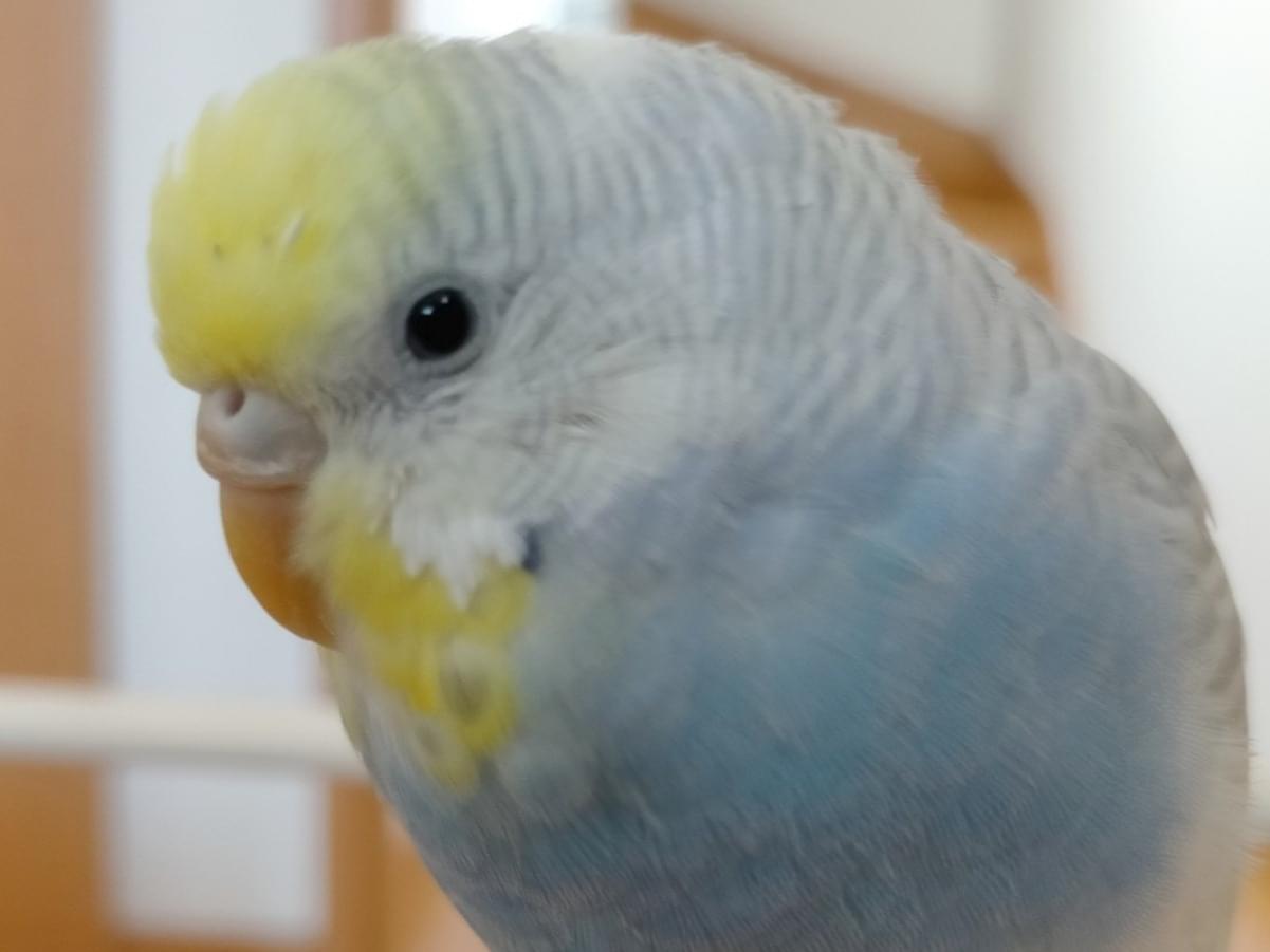 ラムネちゃん ラムネちゃん