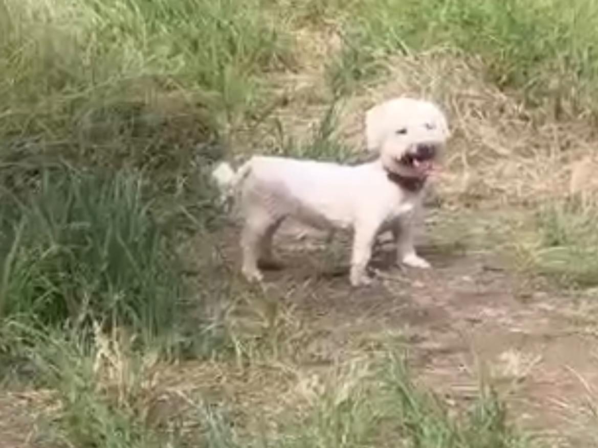 目撃された犬 目撃された犬