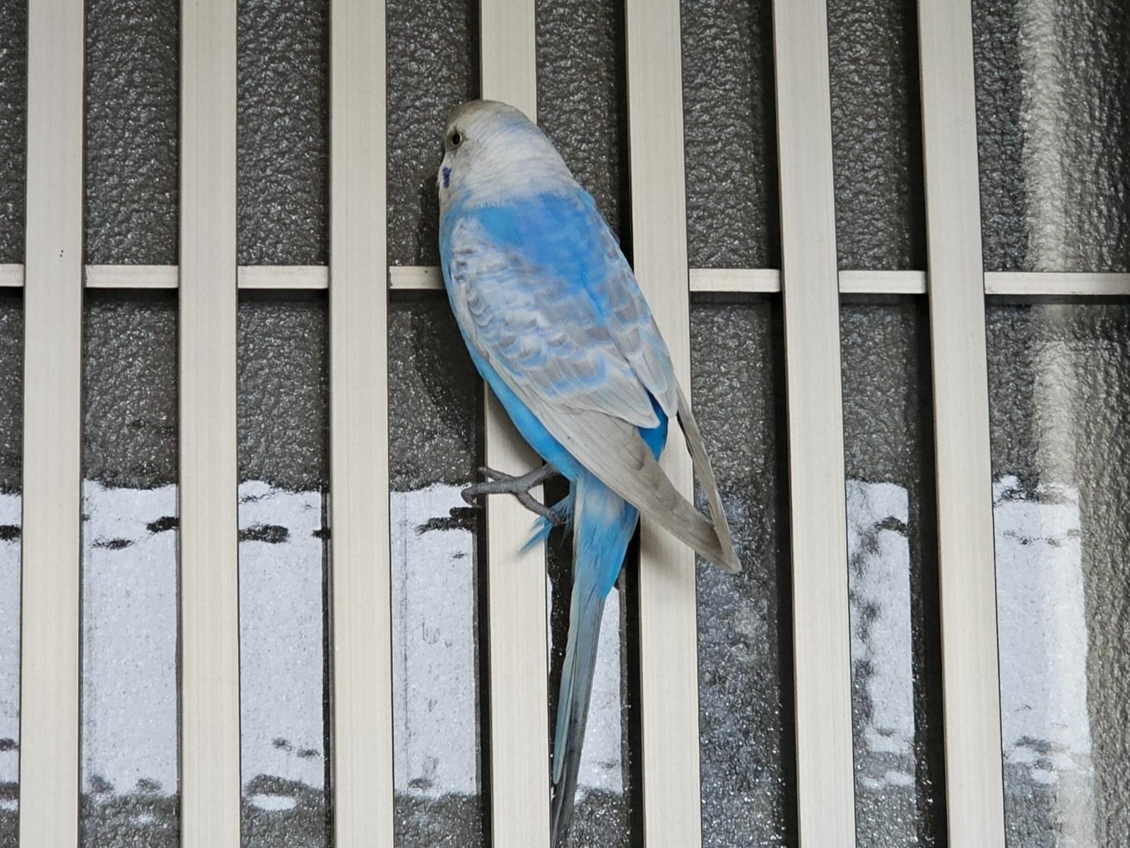 目撃された鳥 目撃された鳥