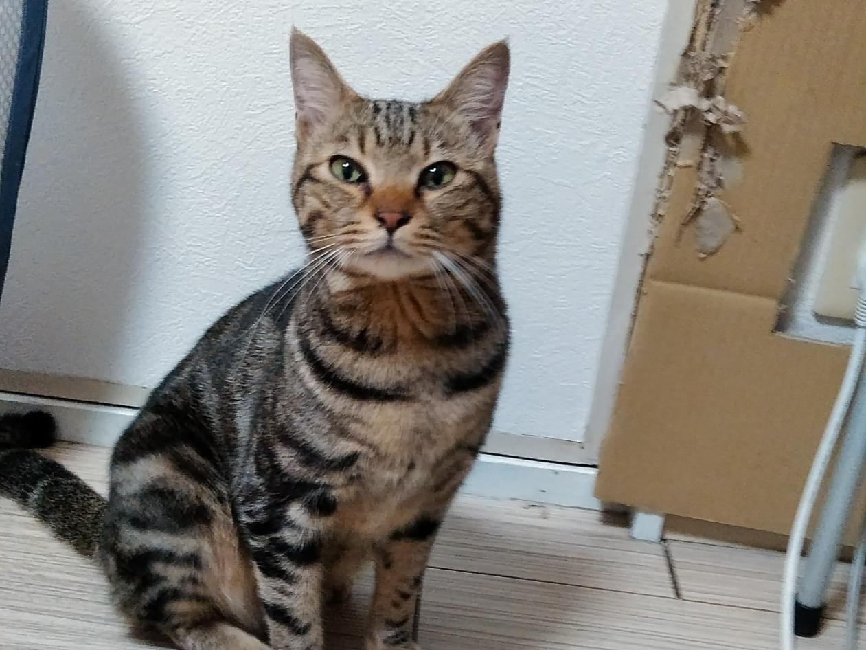 保護された猫 保護された猫