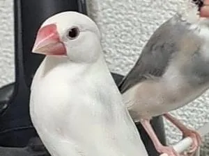 白文鳥を探しています