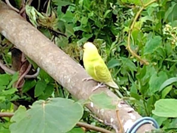 目撃された鳥 目撃された鳥